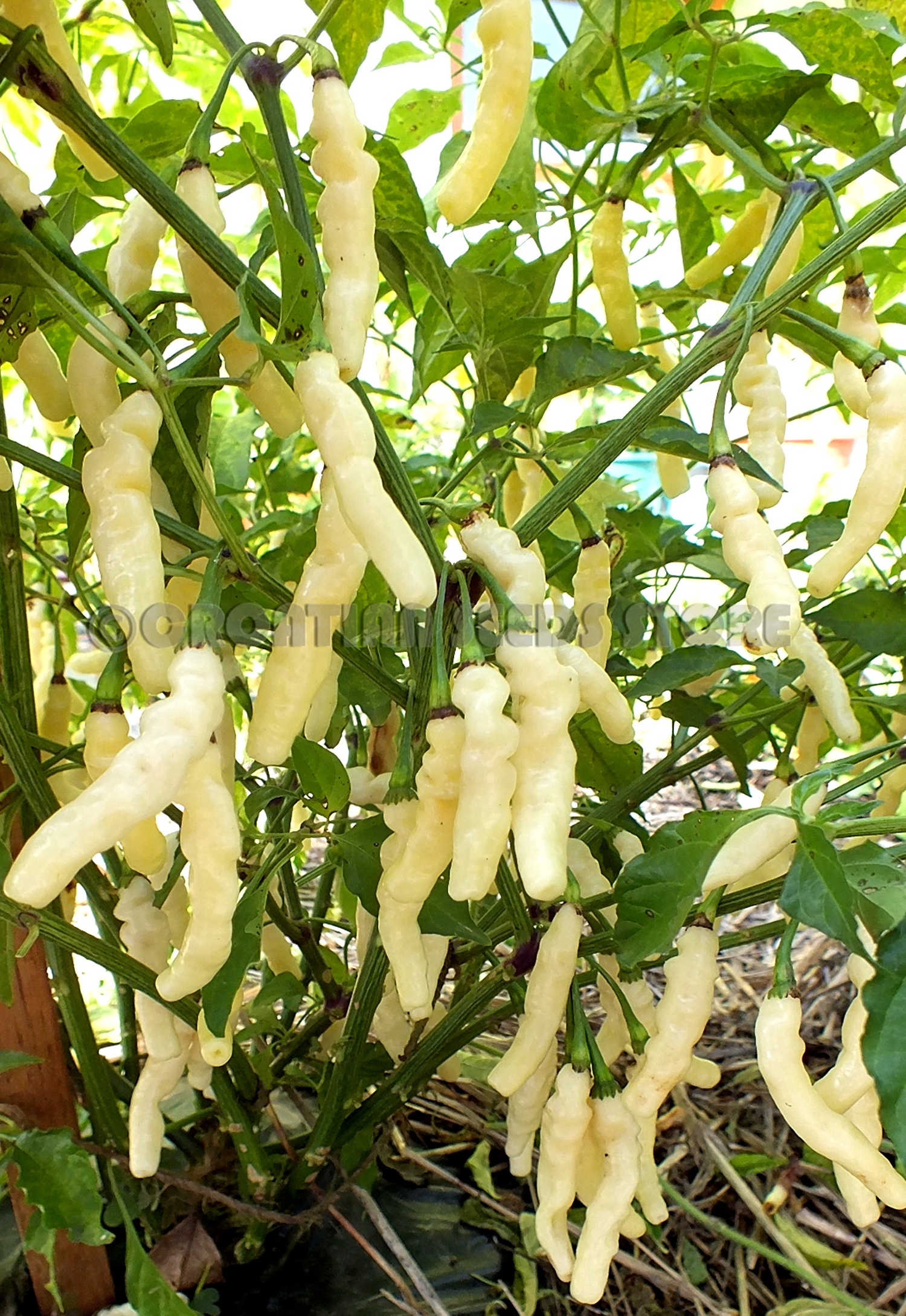 Hot Chilli Peppers ARIBIBI GUSANO Aka CATERPILAR Hot Chili Pepper hot-chilli-peppers-aribibi-gusano-aka-caterpilar-hot-chili-pepper