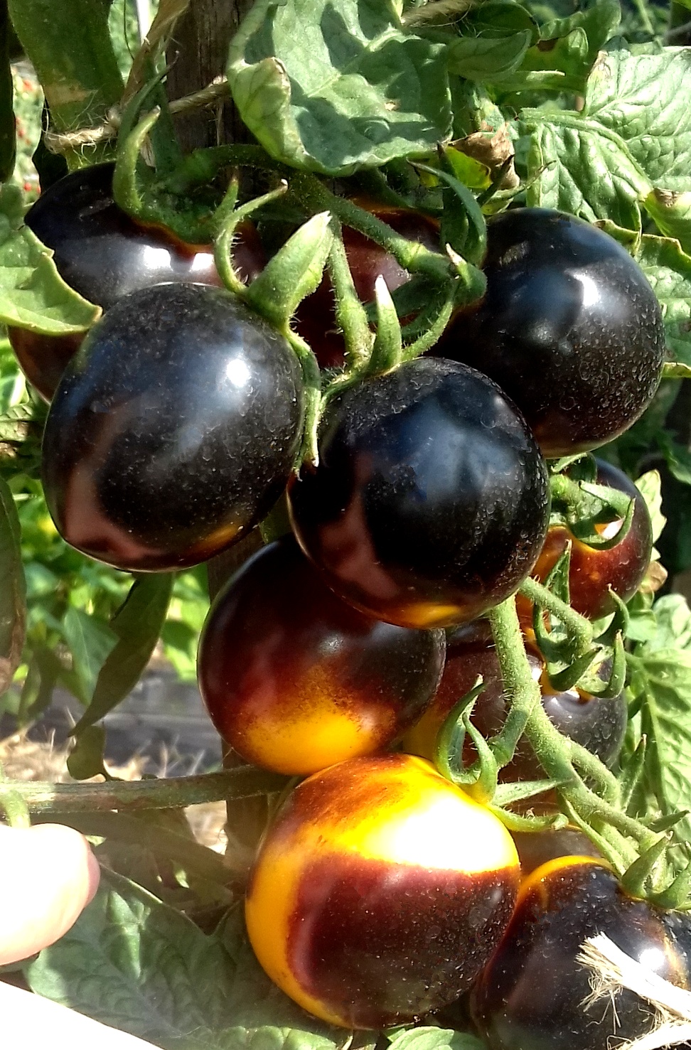 BOSQUE BLUE BUMBLEBEE Tomato.