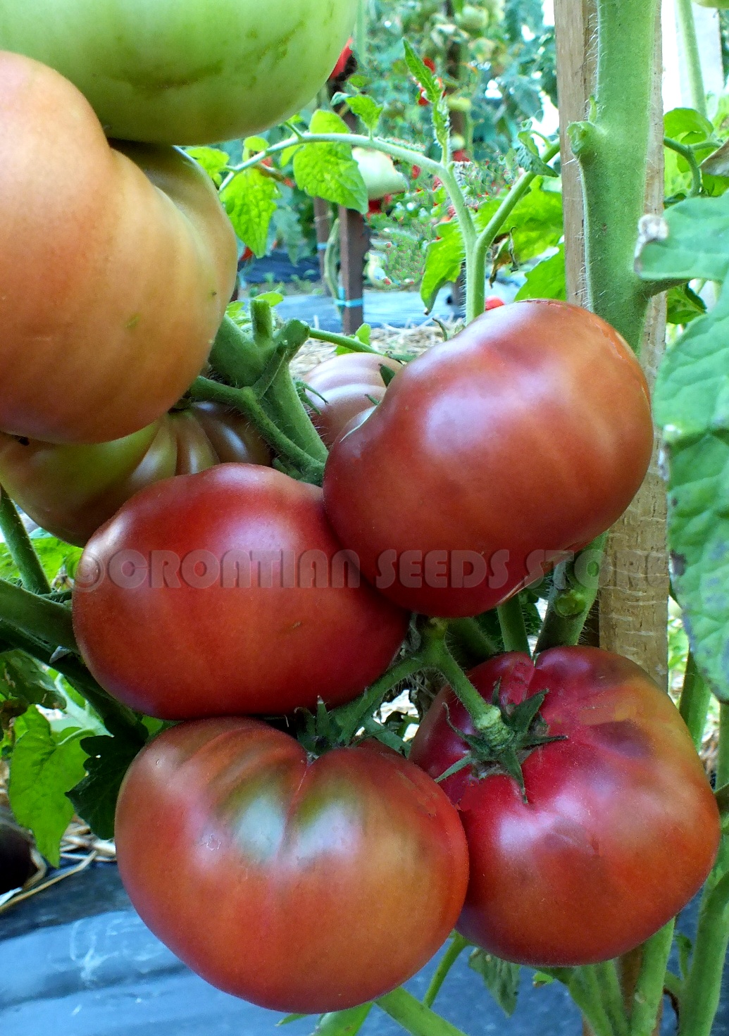 Проект гном томатный dwarf tomato project