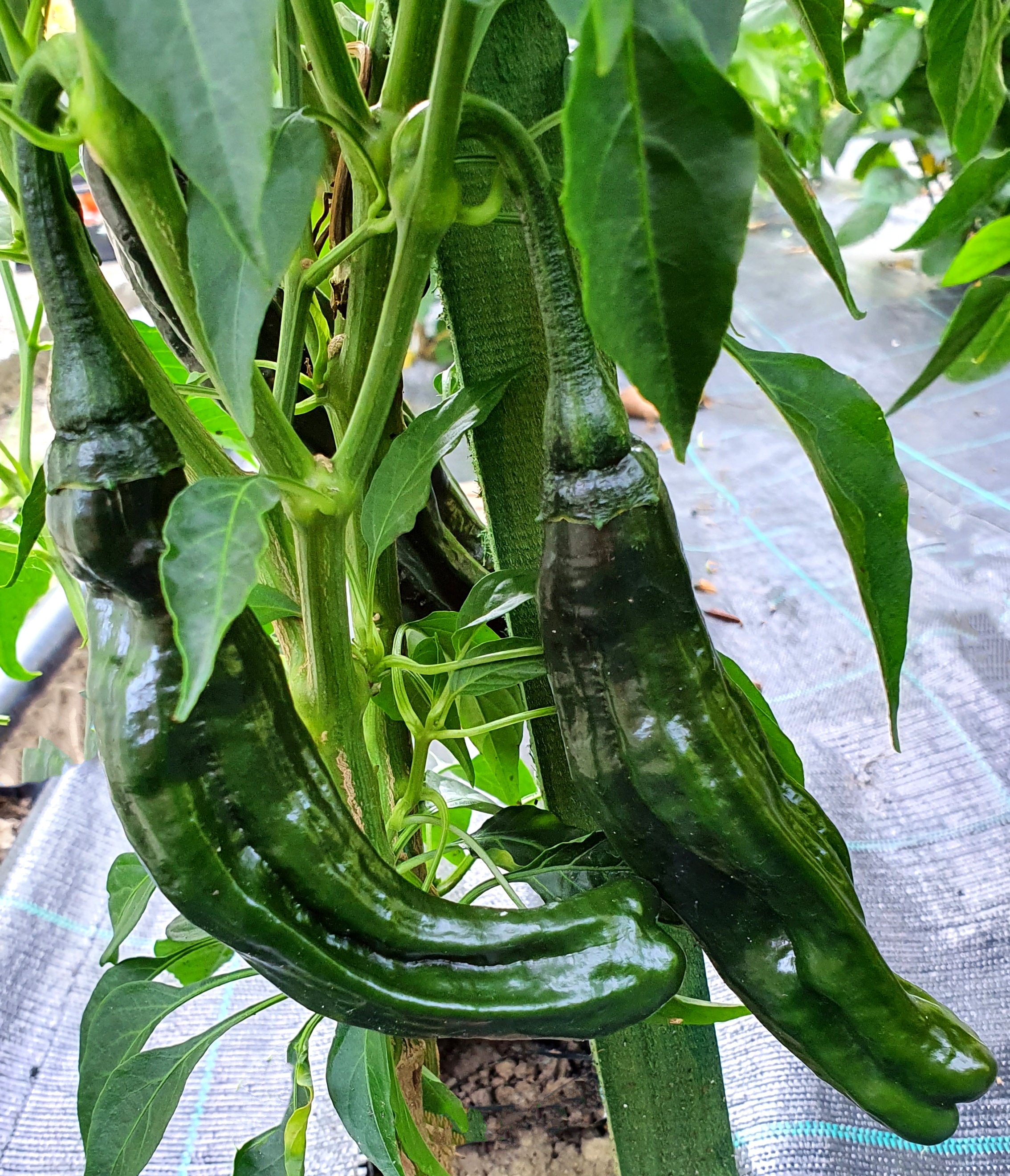 Hot Chilli Peppers CHILACA Hot Pepper