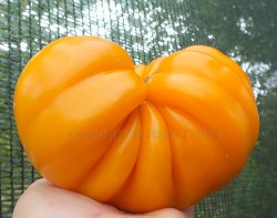 AmericanRibbedOrange1