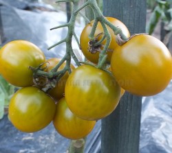 CherokeeGreenGrape9