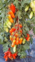 Flashentomate3