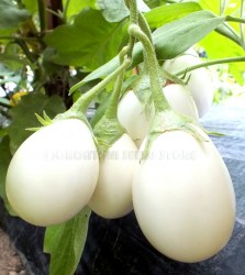 JapaneseWhiteEgg2
