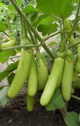 louisianagreen1