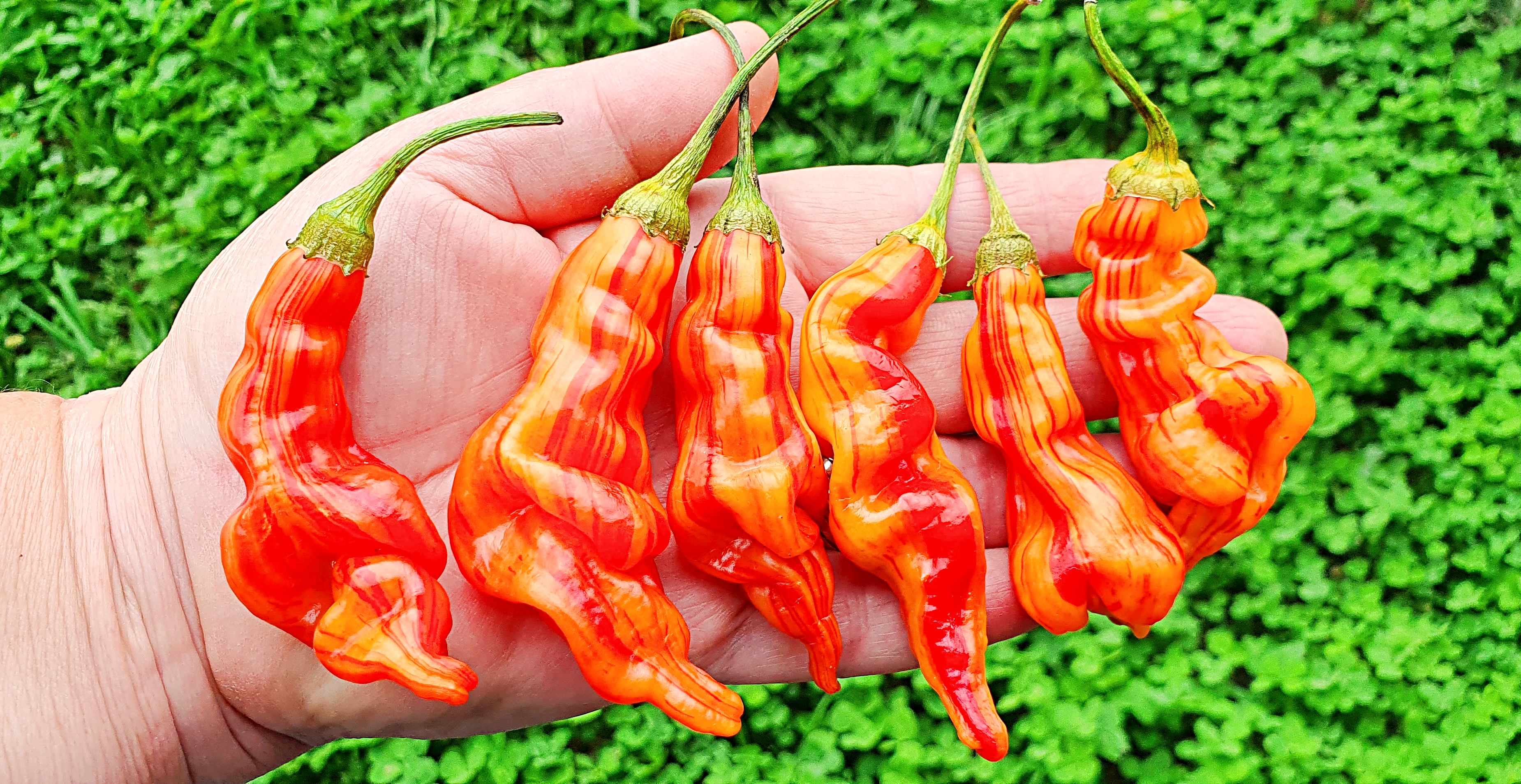 Sugar pepper - 89 фото.
